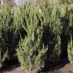 Spartan Juniper-7Gal