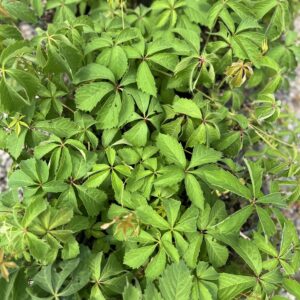 Virginia Creeper