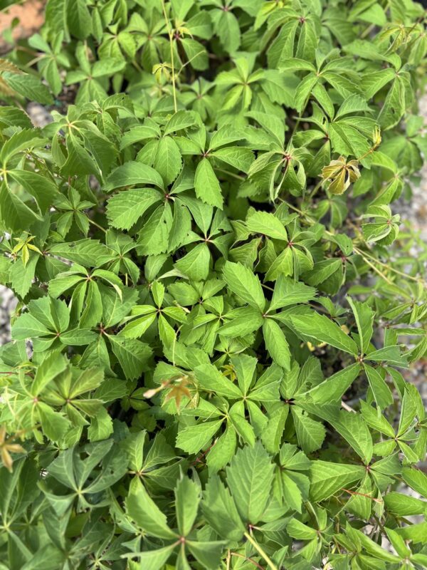 Virginia Creeper