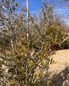 Yaupon Holly