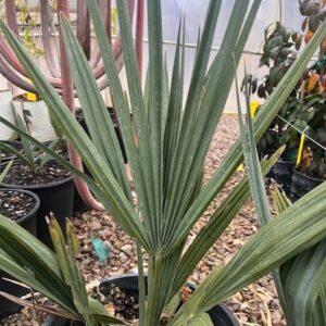 Dwarf Sabal Palm - Sabal Minor