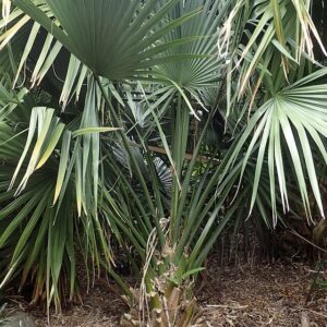 Dwarf Sabal Palm - Sabal Minor (5Gal)
