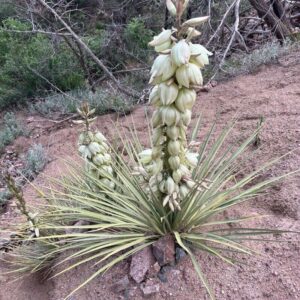 Soapweed Yucca (5Gal)