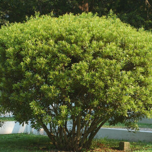 Dwarf Wax Myrtle - Myrica pusilla (5Gal)