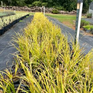 Golden Varigated Sweetflag - Acorus gramineus 'Ogon'