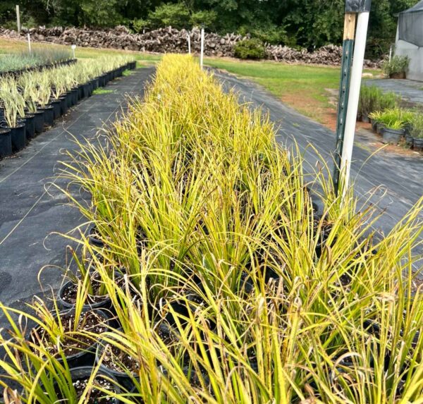 Golden Varigated Sweetflag - Acorus gramineus 'Ogon'