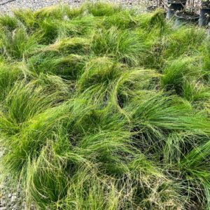 Texas Sedge - Carex Texensis