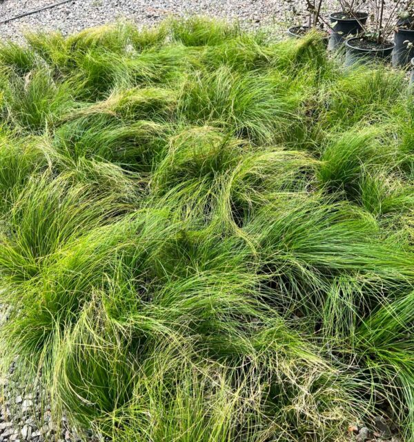 Texas Sedge - Carex Texensis