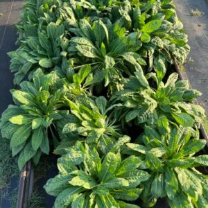 Evening Primrose - Oenothera Biennis