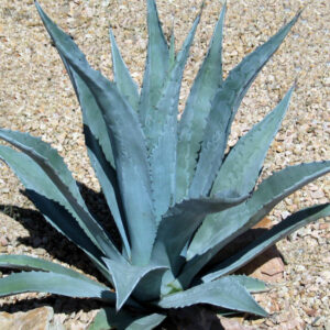 American Agave - Agave Americana