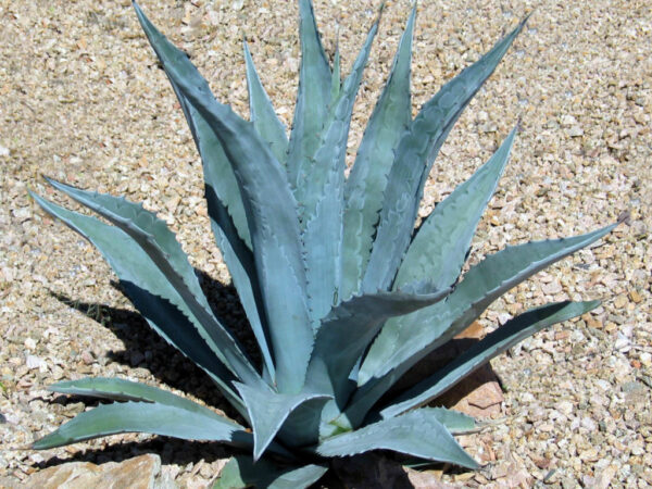 American Agave - Agave Americana