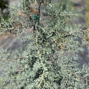 Arizona Blue Cypress - Cupressus Arizonica