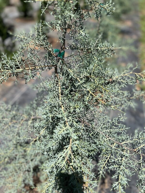 Arizona Blue Cypress - Cupressus Arizonica