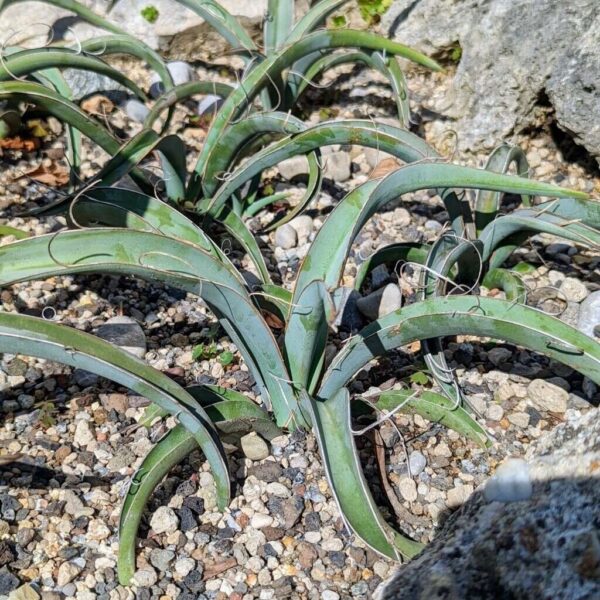 Banana Yucca - Yucca Baccata (5Gal) - Image 3