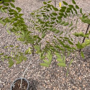 Black Walnut - Juglans Nigra