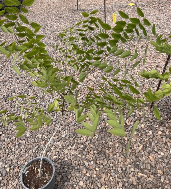 Black Walnut - Juglans Nigra