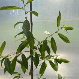 Carolina Buckthorn - Rhamnus Caroliniana