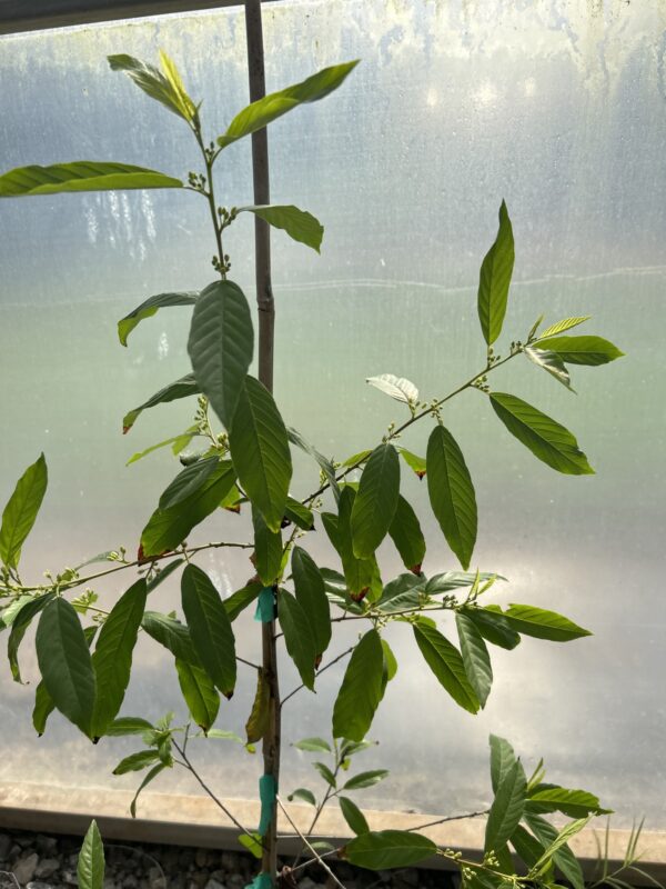 Carolina Buckthorn - Rhamnus Caroliniana