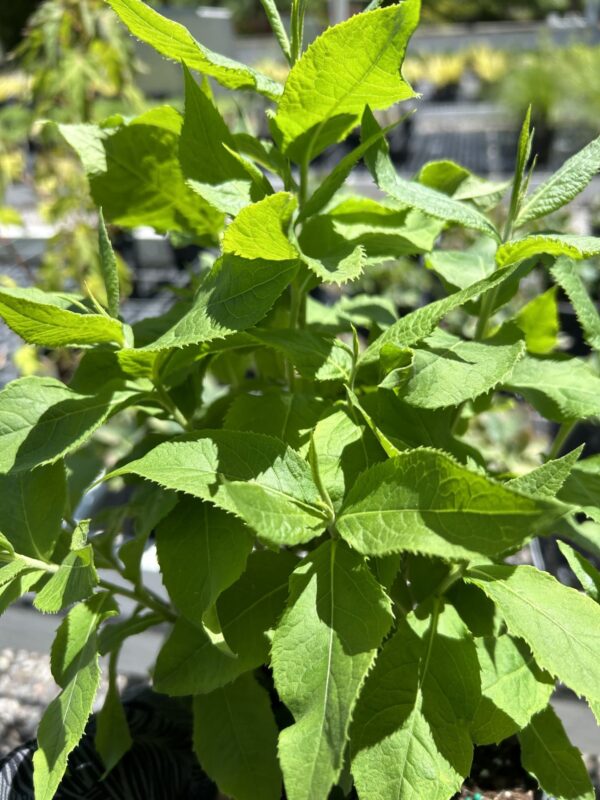Common Ironweed - Vernonia Fasciculata