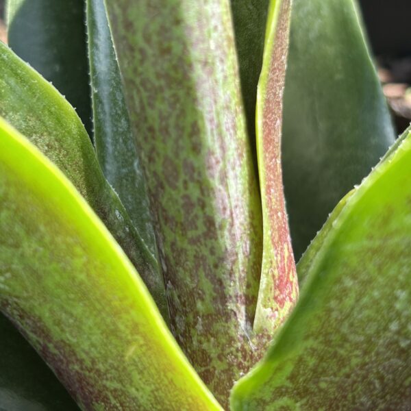 False Aloe-Manfreda virginica (5gal) - Image 2