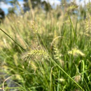 Hameln Fountain Grass - Pennisetum Alopecuriodes 'Hameln' (1Gal)
