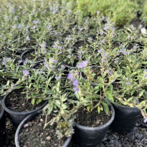 Longwood Blue - Caryopteris X Clandonensis