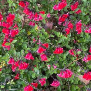 Red Autumn Sage - Salvia Greggii (1Gal)
