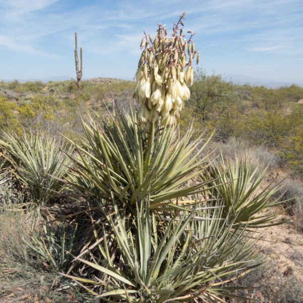 Banana Yucca - Yucca Baccata (5Gal) - Image 2