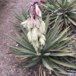 Banana Yucca - Yucca Baccata (5Gal)