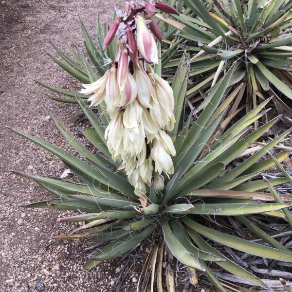 Banana Yucca - Yucca Baccata (5Gal)