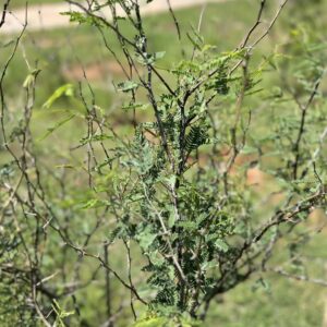 Common Mesquite - Prosopis Glandulosa