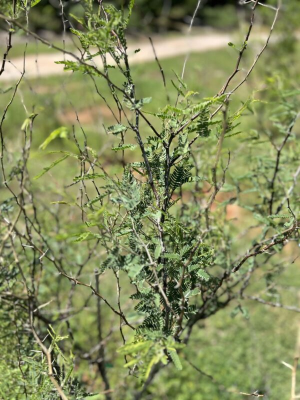Common Mesquite - Prosopis Glandulosa
