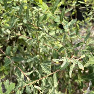 Dappled Willow - Salix Integra 'Hakuro Nishiki'