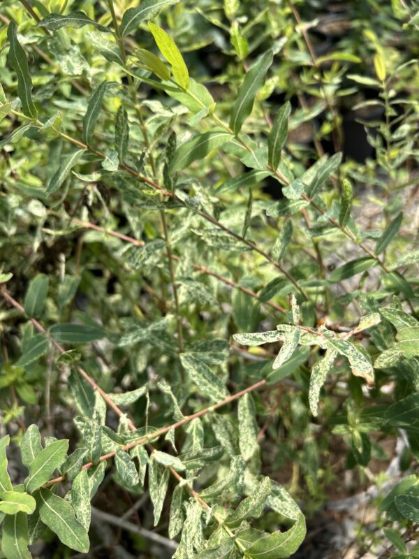 Dappled Willow - Salix Integra 'Hakuro Nishiki'