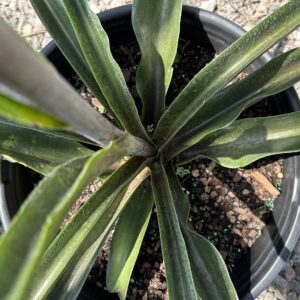 False Aloe-Manfreda virginica (5gal)