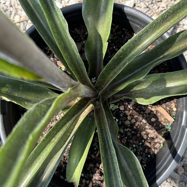 False Aloe-Manfreda virginica (5gal)