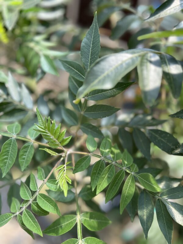Prairie Flameleaf Sumac - Rhus Lanceolata