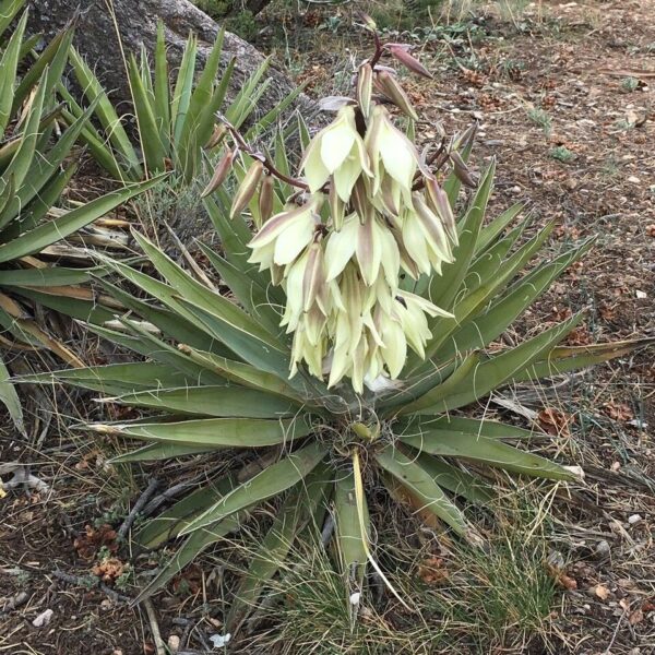 Banana Yucca - Yucca Baccata (5Gal) - Image 4