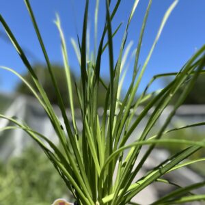 Nodding Onion - Allium Cernuum