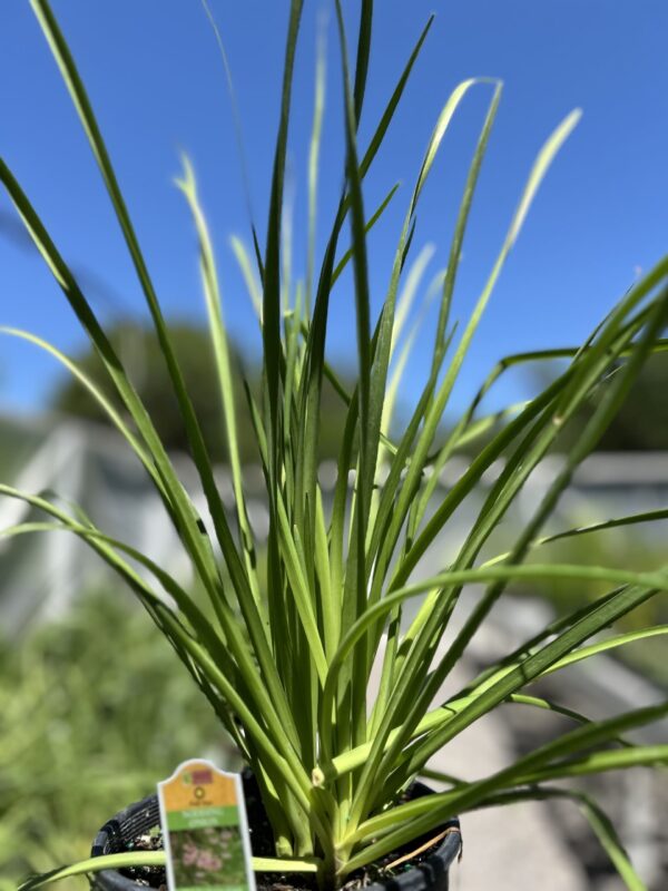 Nodding Onion - Allium Cernuum