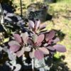 Purple Smokebush - Cotinus Coggygria