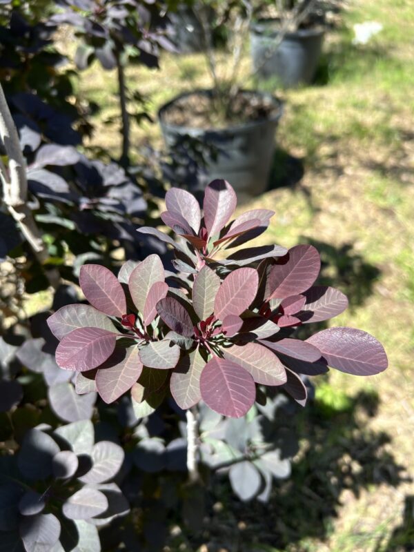 Purple Smokebush - Cotinus Coggygria