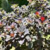 Purple Smokebush - Cotinus Coggygria - Image 2