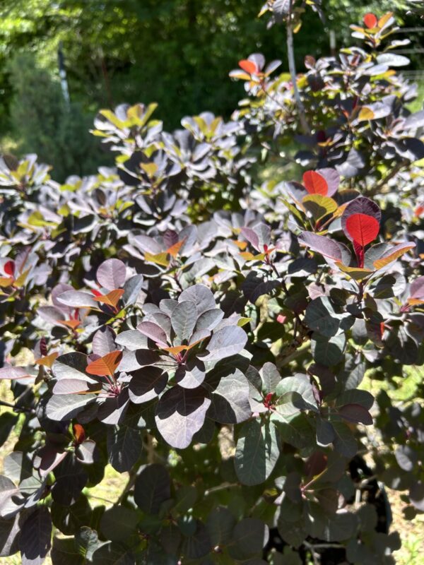 Purple Smokebush - Cotinus Coggygria - Image 2