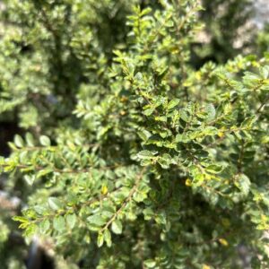Seiju Elm - Ulmus Parvifolia 'Seiju'