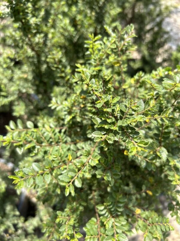 Seiju Elm - Ulmus Parvifolia 'Seiju'