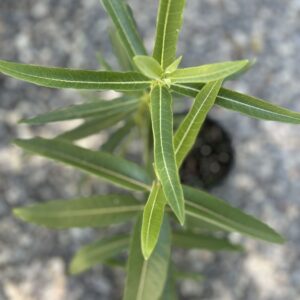 Showy Milkweed - Asclepia Speciosa