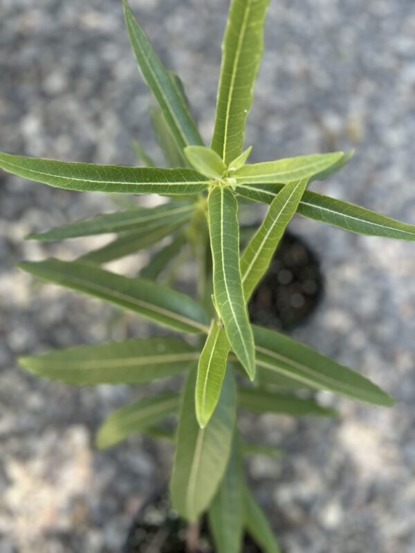 Showy Milkweed - Asclepia Speciosa