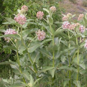 Showy Milkweed - Asclepia Speciosa