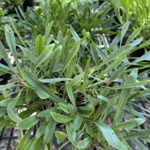 Tickseed Coreopsis - Coreopsis Verticillata